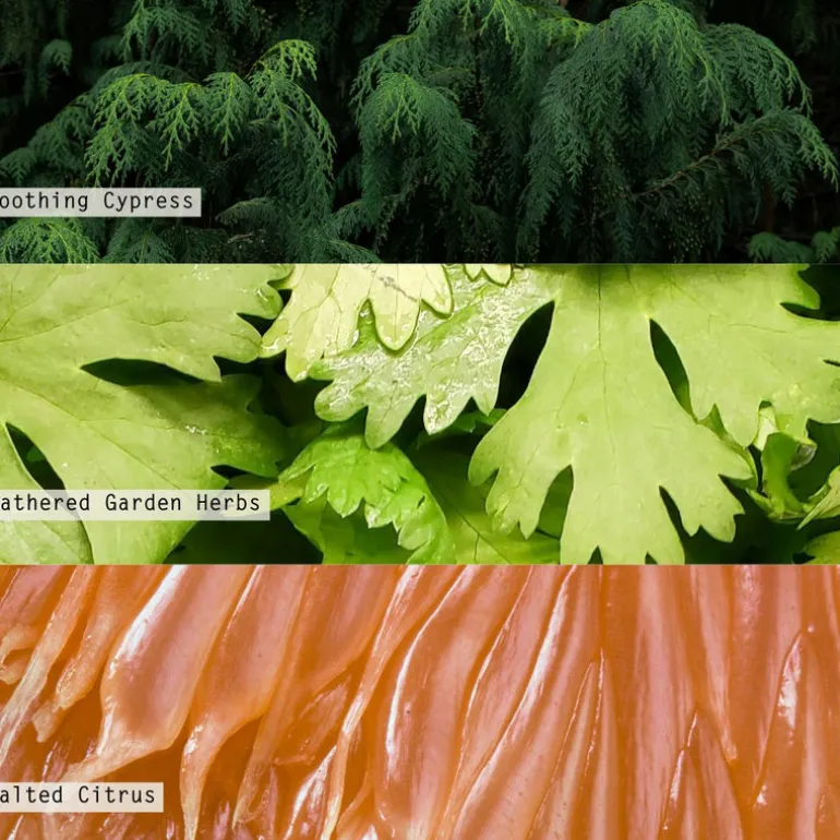 Hinoki Sage Boxed Glass Candle Refill