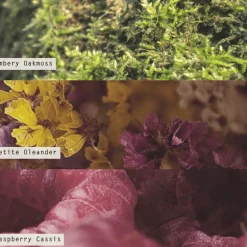 Oleander Oak Refillable Boxed Glass Candle