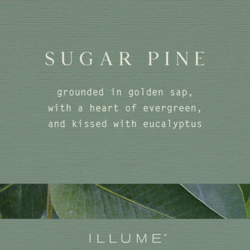 Sugar Pine Pine Glass Candle